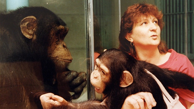Jiina Kyzlíková se o lidoopy z liberecké zoo starala tém ticet let.