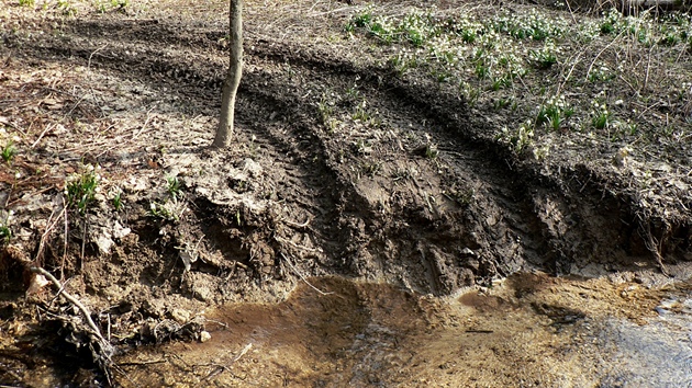 Nkteí tykolkái plení pírodu. Takto zdevastovali ped asem lány bledulí v Horním Pojizeí.