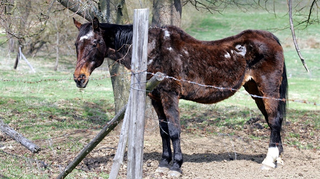 Týraná kobylka Lukava, kterou veterinární správa odebrala chovateli z Vlkova na Mariánskolázesku. 