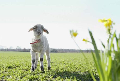 Velikonoce a beránek patí k sob. (Ilustraní foto)