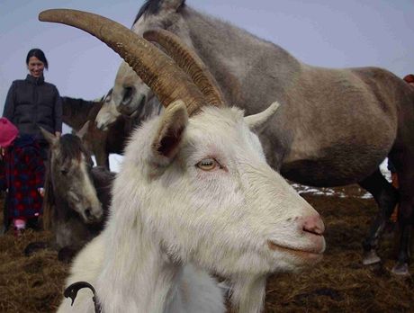 U Petra Hjka najdete stdeko koz vetn kozla.