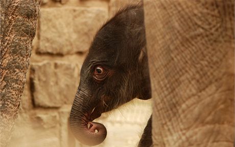 Slon samika, kter se narodila jako teprve druh sln v ostravsk zoo a i celm esku 12. dubna 2011.