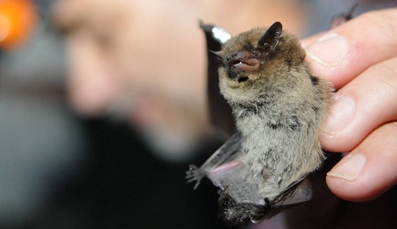 Ochránci pírody vyrazili na Tebísku do zimovi netopýr. Ilustraní foto