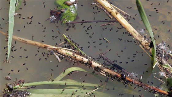 Komáí larvy v zatopených místech. (Ilustraní snímek)