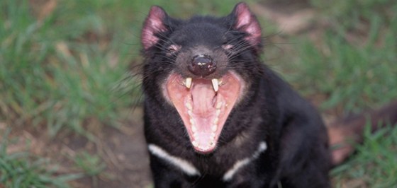 ábel medvdovitý neboli tasmánský ert má v pomru mezi silou skusu a velikostí tla nejvtí relativní sílu v elistech mezi ijícími savci. Jeho pozstatky lze nalézt vude po Austrálii, ije u ale jen v Tasmánii.