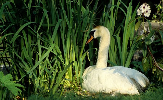 Schwanni dává pednost ped ostatními labutmi zemdlským strojm. Ilustraní snímek