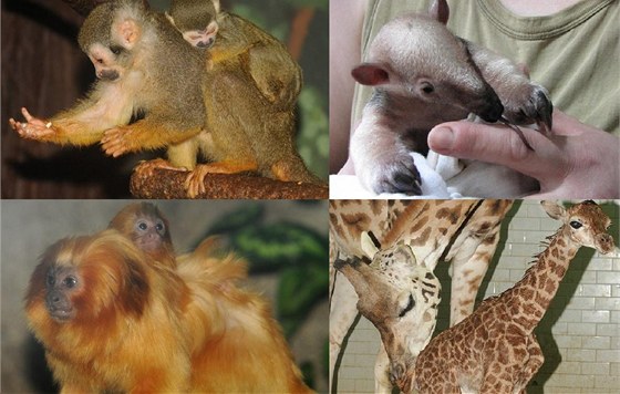 V olomoucké zoologické zahrad na Svatém Kopeku se letos u narodila ada mláat. Zleva odshora kotul veverovitý, mraveneník typrstý, lvíek zlatý a irafa Rothschildova.