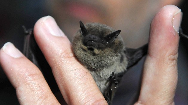 Pírodovdci o víkendu kroukovali netopýry, u jeskyn Na Turoldu sledovalo jejich práci asi 120 obdivovatel pírody.
