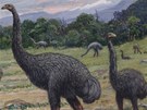 Novozélandtí ptáci moa váili 250 kilogram a byli vysocí 3,6 metru. Vyhynuli kolem roku 1500, podle nkterých spekulací vak pár exemplá mlo peívat v odlehlých oblastech ostrova do 18., i dokonce do 19. století. Za jejich vyhubení mohli Maoi.