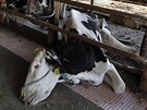 Mrtvá kráva v kravín v oputném mst Minami Soma, kde úady naídily kvli radiaci z elektrárny Fukuima povinnou evakuaci. Mnohá zvíata tam zstala oputná (13. dubna 2011)