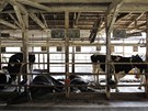 Mrtvé krávy v kravín v oputném mst Minami Soma, kde úady naídily kvli radiaci z elektrárny Fukuima povinnou evakuaci. Mnohá zvíata tam zstala oputná (13. dubna 2011)