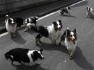 Oputní psi v prázdném mst Minami Soma, které leí v evakuaní zón u jaderné elektrárny Fukuima. Obyvatelé msta museli kvli radiaci opustit domovy a mnozí si nestihli vzít svá zvíata s sebou (7. dubna 2011)