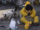 Ochránce zvíat krmí oputné psy ve mst Minami Soma (7. dubna 2011)