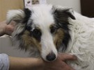 Pes zachránný z evakuaní zóny kolem jaderné elektrárny Fukuima (11. dubna 2011)