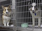 Psi zachránní z oputného msta Minami Soma organizací nazvanou Sheltie Rescue (10. dubna 2011)