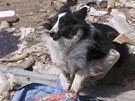 Ochránce zvíat z organizace Sheltie Rescue se snaí zachránit psa z trosek v oputném mst Minami Soma, které leí v evakuaní zón kolem jaderné elektrárny Fukuima (10. dubna 2011)