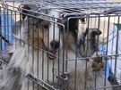 Pes zachránný z o putného msta Minami Soma (13. dubna 2011)