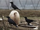 Na zádech prasete v Minami Som odpoívá vrána. Spousta zvíat zstala oputna po povinné evakuaci (8. dubna 2011)