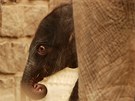 Sloní samika, která se narodila jako teprve druhé sln v ostravské zoo a i celém esku 12. dubna 2011.