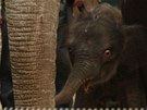     Sloní samika, která se narodila jako teprve druhé sln v ostravské zoo a i celém esku 12. dubna 2011.