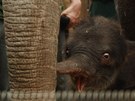 Sloní samika, která se narodila jako teprve druhé sln v ostravské zoo a i celém esku 12. dubna 2011.