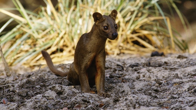 Fosa madagaskarská váící sedm a dvanáct kilo je predátorskou královnou Madagaskaru. Bojíte se?