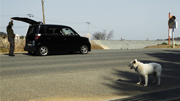 Mu hledá jídlo pro oputného psa ve mst Minami Soma (13. dubna 2011)