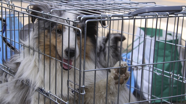 Pes zachránný z o putného msta Minami Soma (13. dubna 2011)