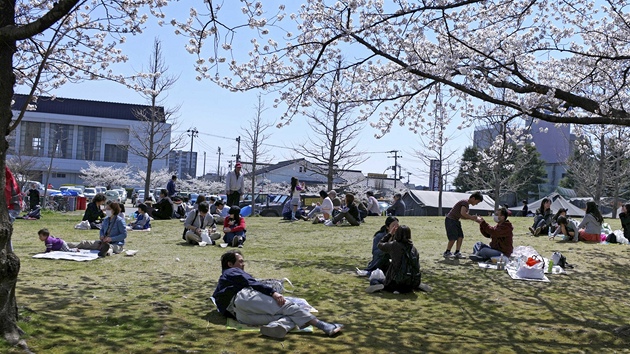 Japonci z msta Natori evakuovaní po zemtesení a tsunami si uívají slunce a rozkvetlé sakury (17. dubna 2011)