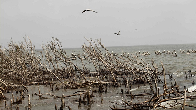 Cat Island v zátoce Barataria je jedním z míst nejvíce pokozeným ropnou havárií (8. dubna 2011)