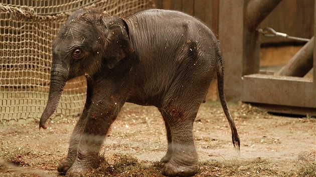 Sloní samika v ostravské zoo.