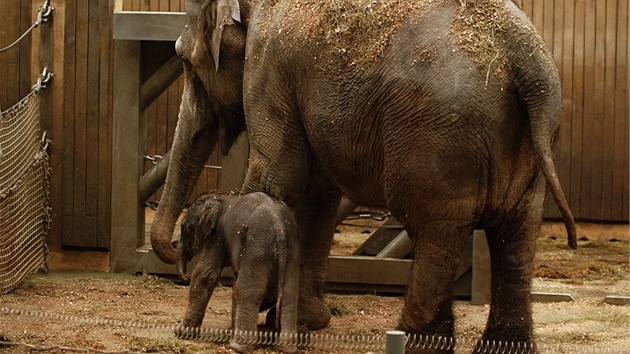 Sloní samika s matkou Johti.