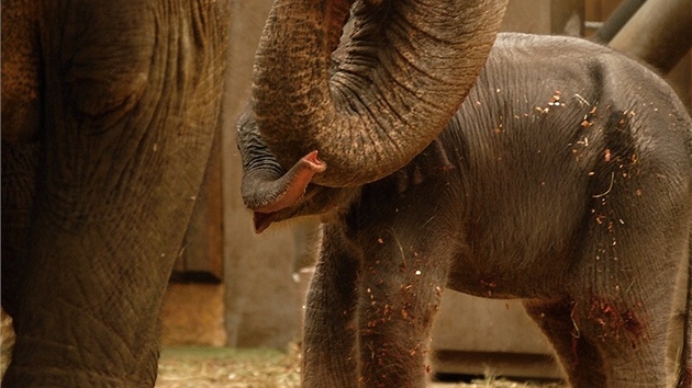 Sloní samika s matkou Johti.