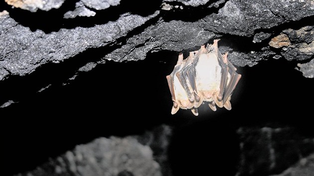 V dole Jeroným objevili pírodovdci vzácné druhy netopýr.