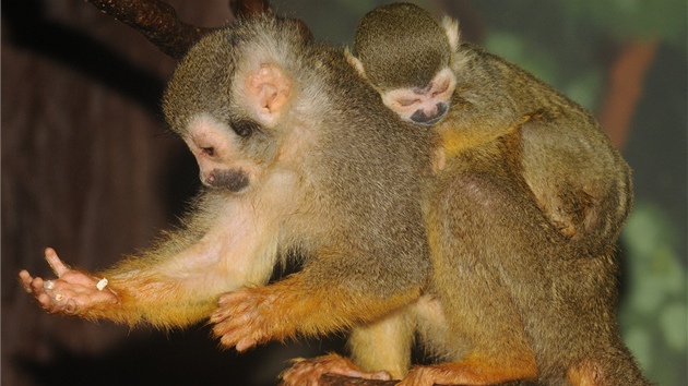 Samice kotula veverovitého z olomoucké zoologické zahrady na Svatém Kopeku s mládtem.