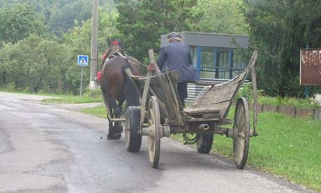 V Dubí registrují na sedmnáct koských chov, vtina z nich není legální. (ilustraní snímek)