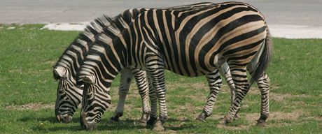 Návtvníci dvorské zoo mohou do safari od roku 2011 vlastními auty.