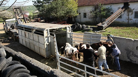 Policisté a veterinái odváejí zvíata z problematické farmy v Bestku na Uherskohradisku. Farmáka se o n nedokázala starat.