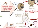 Malarický cyklus v lidském tle