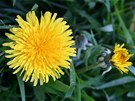 Pampelika neboli smetanka lékaská (Taraxacum officinale). Ilustraní foto 