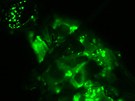 Zelen fluoreskující komár vybavený genem GFP