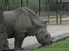 Návtvníci Africké safari ve Dvoe Králové mohli sledovat i nosoroce.