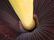 Jedna z nejvtch kvtin svta Amorphophallus Titanum