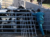 Policist a veterini odvej zvata z problematick farmy v Bestku na Uherskohradisku. Farmka se o n nedokzala starat.