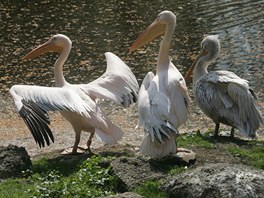 Zoologick zahrada ve Dvoe Krlov otevela dnes vedle bnch pavilon i Africk safari.