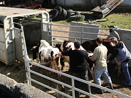 Policisté a veterináři odvážejí zvířata z problematické farmy v Břestku na Uherskohradišťsku. Farmářka se o ně nedokázala starat.