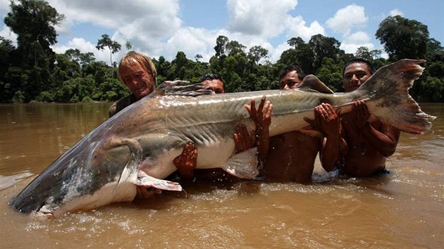 Sumec Piraíba tký 215 kilogram