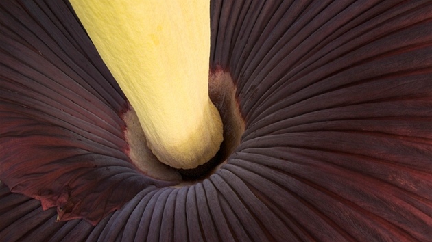 Jedna z nejvtích kvtin svta Amorphophallus Titanum