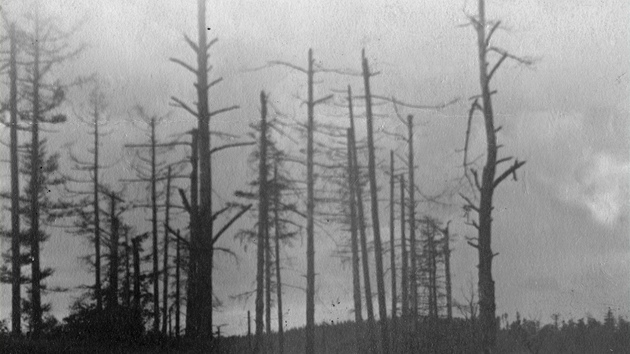 Poni�ené lesy po p�echodu fronty p�es Ostrou h�rku u Háje ve Slezsku.