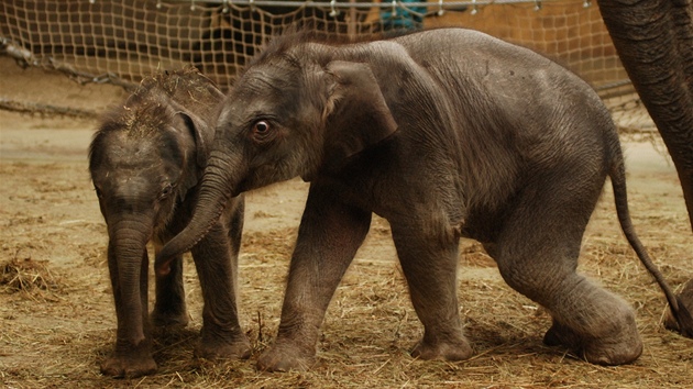 Jedna z posledních fotografií chadnoucího sloního chlapeka